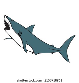 A vector illustration of a shark