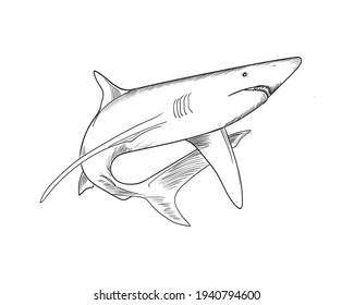Vector Illustration of shark, design vector for your business