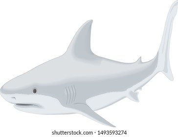 Vector illustration  shark fish gray white vector