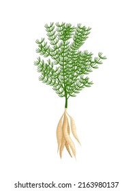 Vector illustration, Shatavari or Asparagus racemosus, isolated on white background, Herbal plant with medicinal properties.
