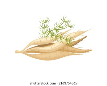 Vector illustration, Shatavari root or Asparagus racemosus, isolated on a white background, herbal plant with medicinal properties.