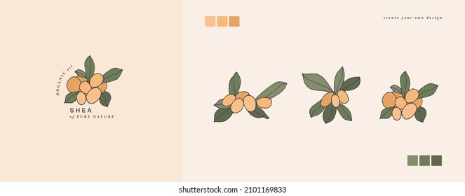 Vector illustration shea branch - vintage engraved style. Logo composition in retro botanical style