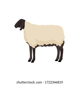 Vector illustration of sheep. Farm animals collection.