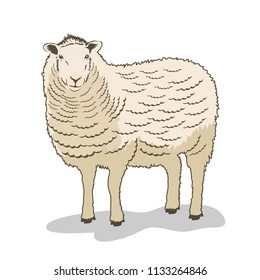 Vector Illustration of sheep isolated on white background