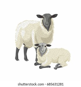 Vector Illustration Of A Sheep With A Lamb