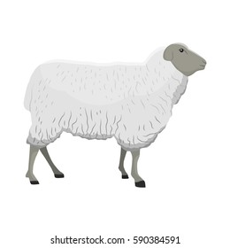 Vector illustration of a sheep/ewe on white background. Farm animals topic.