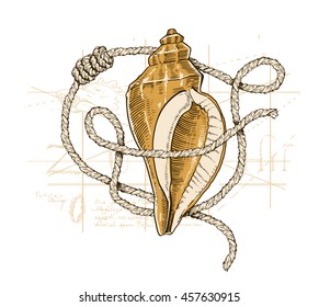 Vector illustration of shell, map and rope. Sea collection