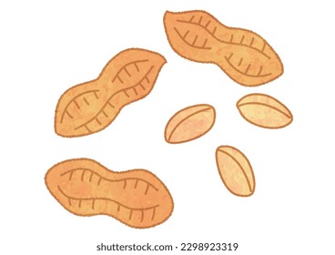 Ilustración vectorial de cacahuetes descascarados y pelados