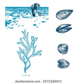 Vector illustration with a shellfish collector. Shells. Mussels. Marine theme. low tide. Fucus. sandbank. coast.