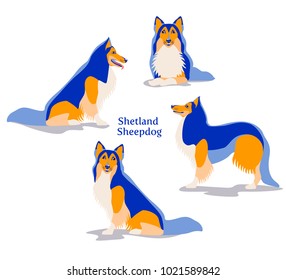 Vector illustration of Shetland Sheepdog or Shetland Collie in different poses isolated on white background.