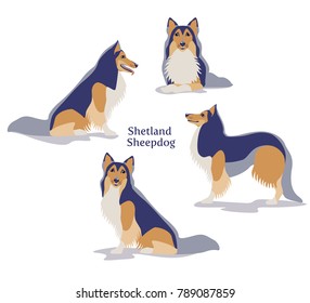 Vector illustration of Shetland Sheepdog or Shetland Collie in different poses isolated on white background.