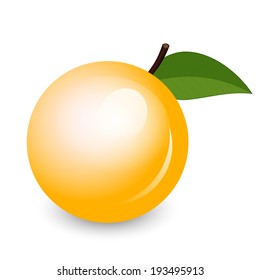 Vector illustration of shiny apricot