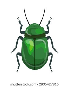Vector illustration of a shiny green leaf beetle. Chrysomelidae insect isolated on white background.