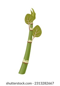 Vector illustration, shoots of japanese knotweed, scientific name Reynoutria japonica, isolated on white background.