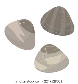 Vector illustration of short-neck clams.