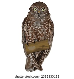 Vector illustration of Shouthern Boobook perched on a branch