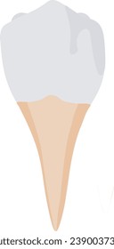 Vector illustration showcasing detailed premolar teeth. Accurate dental graphic suitable for educational and medical contexts.