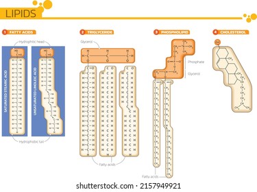 Ilustración vectorial de la estructura química de los lípidos: ácidos grasos, triglicéridos, fosfolípidos, colesterol. Diseño infráfico.