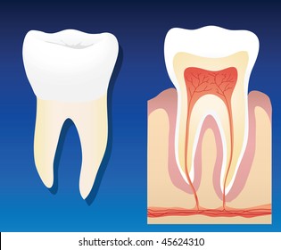 A vector illustration showing a complete healthy tooth with a cross section