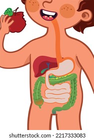 Vector illustration showing the digestive system of a child.