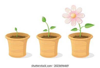 Vector Illustration Showing The Growth Cycle Of A Potted Flower, From Seedling To Bloom.