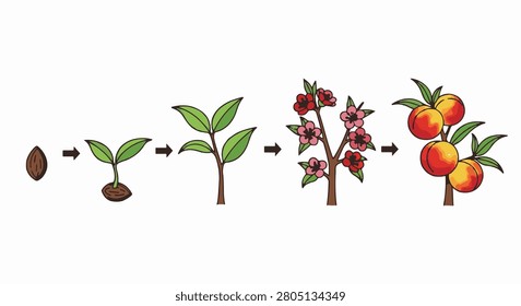Vector illustration showing the growth stages of a nectarine tree including seed, germination, young seedling, flowering branch with blossoms, and branch with ripe fruit fruits.