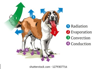 Ilustración vectorial de mecanismos de transferencia de calor en un perro.