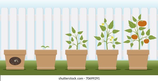 a vector illustration showing how a tomato plant grows