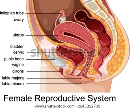 Vector illustration showing labeled anatomy of the female reproductive system with clear, vibrant colors and precise details