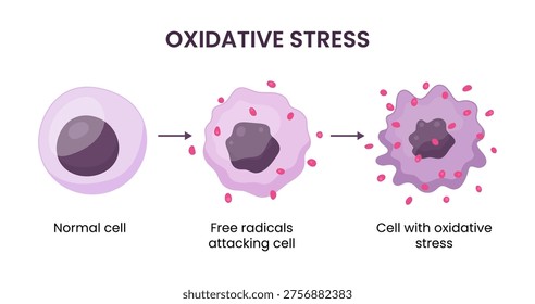 Vector illustration showing oxidative stress in a cell caused by free radicals, highlighting the harmful impact of radical molecules on cellular health