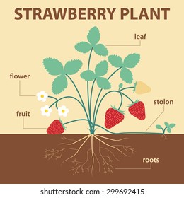 vector illustration showing parts of strawberry whole plant - agricultural infographic strawberries scheme with labels for education of biology - flower, leaf, stolon, roots, fruit