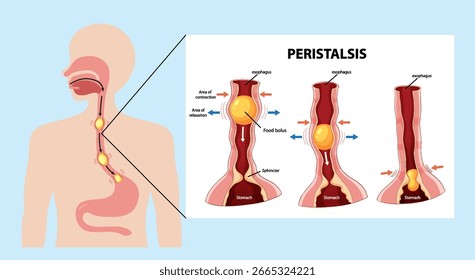Ilustração vetorial mostrando peristaltismo no sistema digestivo humano com esôfago detalhado e seções estomacais