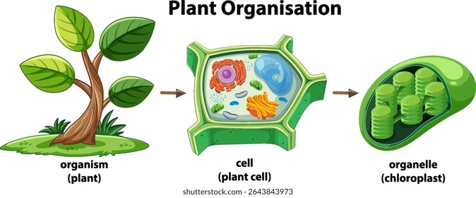 Ilustração vetorial mostrando a organização da planta do organismo para a célula e organela. Cores brilhantes e rótulos claros aumentam o valor educacional
