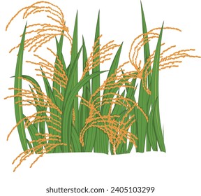 Vector illustration showing rice plants in a field