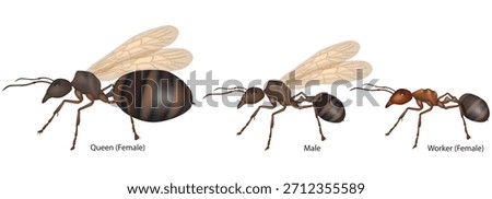 Vector illustration showing the three primary ant castes: queen, male, and worker. Anatomical differences between castes 