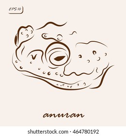 Vector illustration. Illustration shows a anuran frog