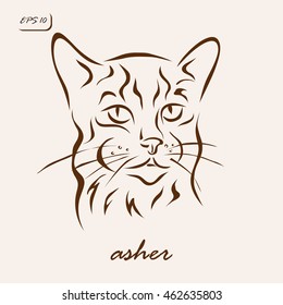 Vector illustration. Illustration shows a cat breed Asher