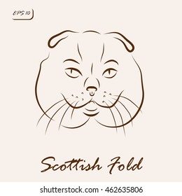 Vector illustration. Illustration shows a cat breed Scottish Fold