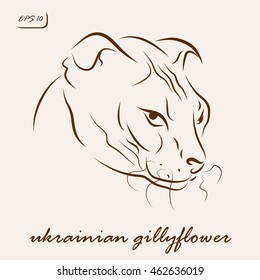 Vector illustration. Illustration shows a cat breed Ukrainian gillyflower