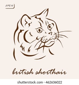 Vector illustration. Illustration shows a cat breed British Shorthair