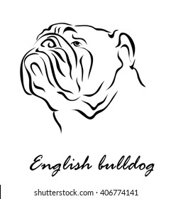 Vector illustration. Illustration shows a dog breed English Bulldog