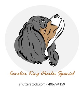 Vector illustration. Illustration shows a dog breed Cavalier King Charles