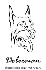 Vector illustration. Illustration shows a dog breed Doberman