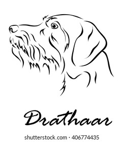 Vector illustration. Illustration shows a dog breed Drathaar