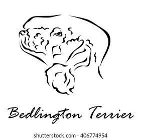 Vector illustration. Illustration shows a dog breed Bedlington Terrier