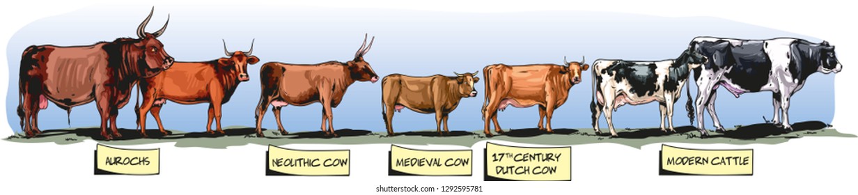 Vector illustration shows the evolution of height or size of Cattle through time.