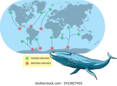 La ilustración vectorial muestra la migración de la ballena azul. El mapa del mundo es una previsualización esquemática, sólo para describir rutas migratorias.