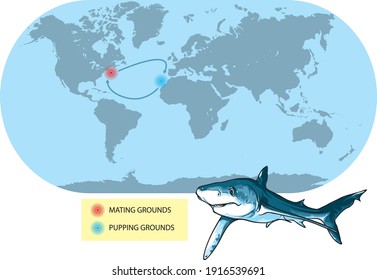 Vector illustration shows migratory of the Blue shark. The World map is a schematic preview, just to describe migratory routes.