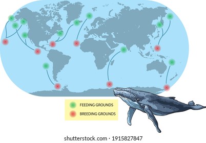 Vector illustration shows migratory of the Humpback Whale. The World map is a schematic preview, just to describe migratory routes. 