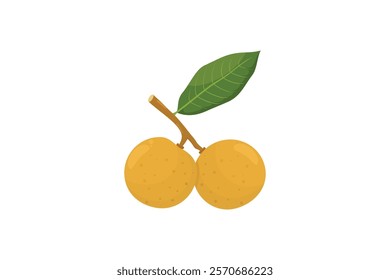 A vector illustration shows two ripe yellow longans on a branch with a single green leaf attached.